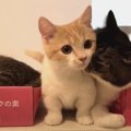 『仲良くなった子猫とお別れの日』そのとき親子猫くんたちは…