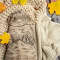 猫が『飼い主さんの服に入りたがる』のはなぜ？考えられる5つの理由