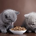 猫にとって安全な『キャットフード』とは？5つの条件と食べない時の対…