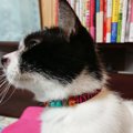 靴ひもで愛猫のおまもり首輪を簡単マイナーチェンジ