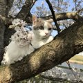 猫はどんなお天気が好き？過ごしやすい季節とは