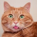 猫が『舌をしまい忘れる』のはなぜ？出っぱなしになる理由4選