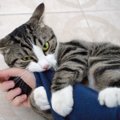 猫がキックをする心理３つ！やめてほしい時の対処法まで