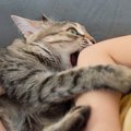 猫が飼い主を『蹴ってくる』ときの心理3つ　どんな意味があるの？やめても…