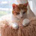 猫が見せるかわいい『手の仕草』3選　隠されている心理や応え方のポイ…