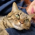 ママの腕にギュッとしがみつく猫→『好きなの？』と聞いてみたら…まさかの…