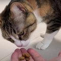 猫ちゃんの吐き戻し問題！フードの試供品を試してみた結果