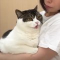 “肛門腺絞り”をされてスコティッシュフォールドの猫ちゃんが激怒！怖…