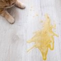 猫の『トイレの失敗』が目立つときに疑うべき病気5選　異常を見分けるサイ…