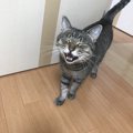 猫にとっての名前とは？どんな風に認識してるの？