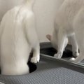 同時にトイレへ向かった兄弟猫…2匹が見せたまさかの『動き』に笑ってしま…