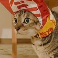 顔の部分が切り取られた『お菓子の袋』を用意すると…猫のとった行動が可愛…