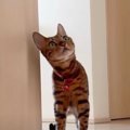 飼い主さんが体調不良に…！猫ちゃんたちの反応は？