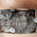 猫と一緒に暮らした飼い主が『ビックリしたこと』4選