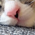 気持ちよさそうに眠る子猫→『毛』に注目すると…たまらなく可愛い光景に2万…