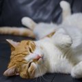 猫が『ゴキゲン♪』なときに見せる仕草2選　見られたら愛猫に何かいい…