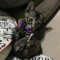 元ノラの子猫の神楽が、我が家にやってきた