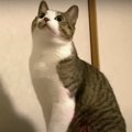 『おおきくなったね♡』兄の背中を見て育った猫ちゃん