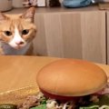 ハンバーガーをガン見する元保護猫。まん丸おめめで食事を見守る姿が…