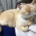 猫が突然『ヒザに乗ってくる』ときの心理５つ