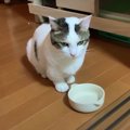 じーっ。目で何かを訴える猫ちゃん