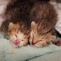 『69グラムしかない子猫』保護したら…絶望的な状況から"成長した…