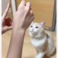 「う、羨ましい！」猫に『お薬』を与えたら…信じられないほどの行動に驚愕…