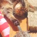 保護された『猫と亀』→いっしょに暮らし始めて３年…現在の『心温まる…