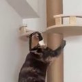 猫が『キャットタワー』を登ろうとしたら…終始『猫らしくない動き』に「応…