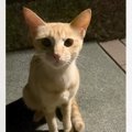 庭で七輪をしていたら、『ガリガリの野良猫』がやって来て…数日後→涙…