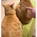 2匹の猫の背中をつついてみると……想像以上の『反応の差』が凄すぎると89万…