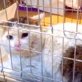 目を悪くした野良猫…香港出身のママに保護され幸せに♡