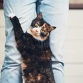 猫が飼い主にちょっかいを出す６つの心理