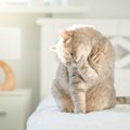 猫が自分の手を口の中に入れる５つの理由