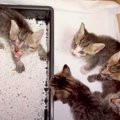 多頭飼育でノミだらけの猫たち…懸命なケアで快方へ！