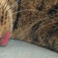 休み明け、横になっている猫の『表情』を見てみたら…まさかの光景に1…
