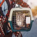 猫と『新幹線』に乗ることはできる？同伴乗車する際のルールや費用な…