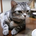 奮発が裏目に？！猫ちゃんのいつもと違うおやつタイム