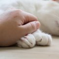 猫に『元気』を出してもらう方法3選！落ち込んでいる猫を励ますコツと…