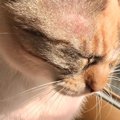 眠くてウトウトしていた猫→ふと『足元』を見たら…まさかの『座り方』…