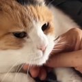 飼い主に甘えたくて『布団の上で猛アピールする三毛猫』…可愛すぎる光景に…