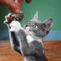 猫との遊び方のコツ！猫を夢中にさせる方法やおすすめグッズ