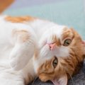 猫に『最適な室温』は何度なの？快適に過ごすための温度調節のススメ