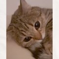 クッションの上でくつろぐ猫→おててを見てみると…反則級に可愛い『まさか…
