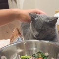 寝たふりをしながらサラダを狙う猫…あまりにも可愛すぎる『演技』が83…