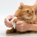 猫のケアに『シャンプータオル』が役立つ理由3選　使うときのポイントや選…