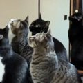 7匹の猫がいる家に『蛾が侵入』してきた結果→『大集合』して…可愛すぎ…