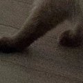 カーテンの裏にいる猫→下から出ている『足』を見たら…あまりにも音符すぎ…