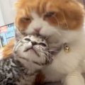 新入り子猫を毛づくろいしていた先輩猫…突然の『激しすぎる愛情表現』に「…