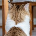猫が飼い主を『無視している』ときの気持ち4つ　嫌われているわけではない…